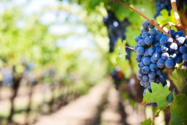 Relevaron todas las regiones vitivinícolas de la Argentina