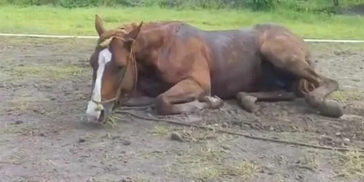 ATENCIÓN. Aconsejan estar alertas a cambios de comportamiento del equino.