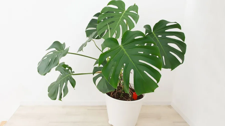 Costilla de Adán: beneficios y consejos para sumar esta planta al interior de tu casa