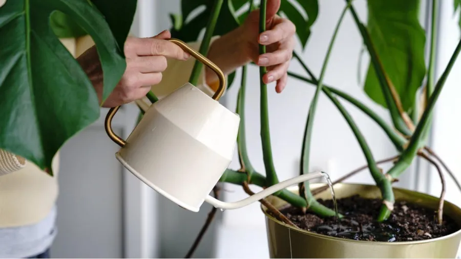  Regar las plantas: conocé los cinco errores más comunes y aprendé a cuidarlas