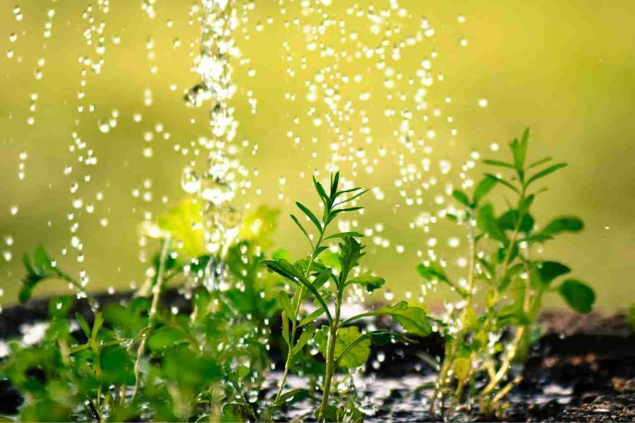 Consejos para regar las plantas