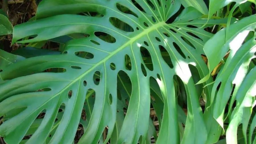 Por qué la Costilla de Adán es la planta ideal para interiores y cómo cuidarla