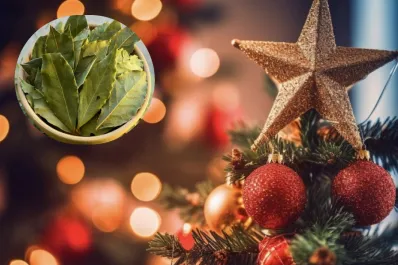 En qué consiste el ritual del laurel en el árbol de Navidad para atraer dinero y buena salud