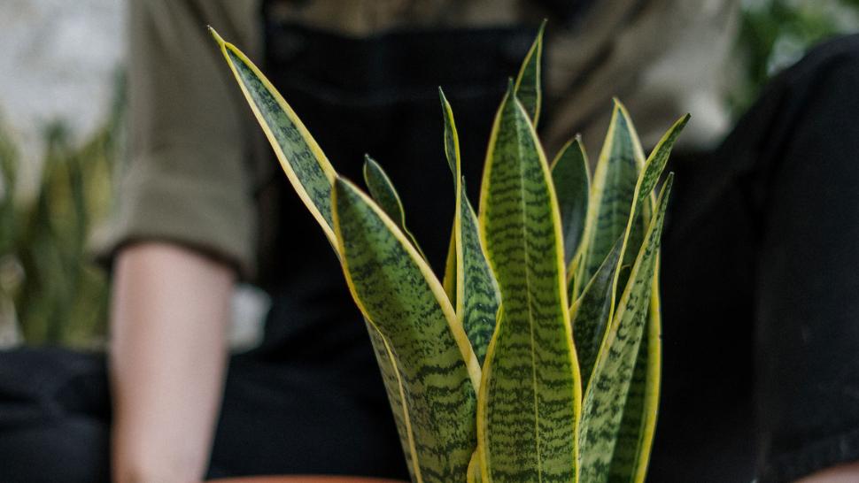 Lengua de suegra: los secretos de esta planta que deberías tener en tu hogar