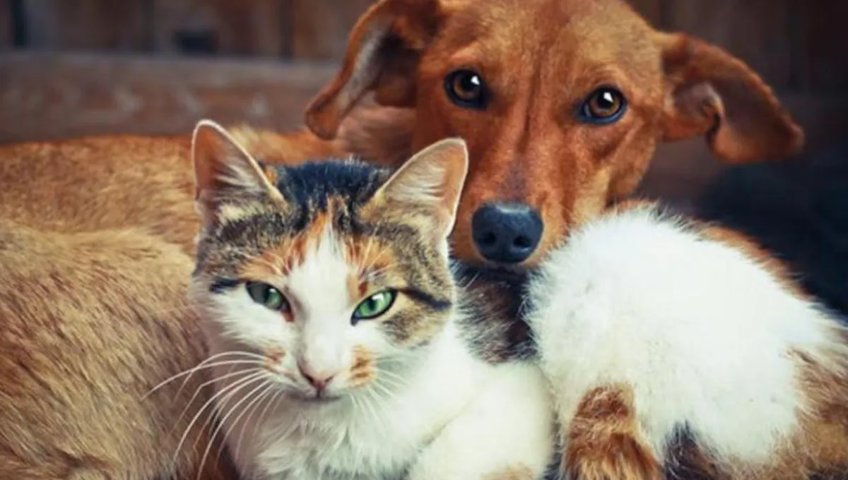 No es imposible: trucos infalibles para evitar peleas entre perros y gatos