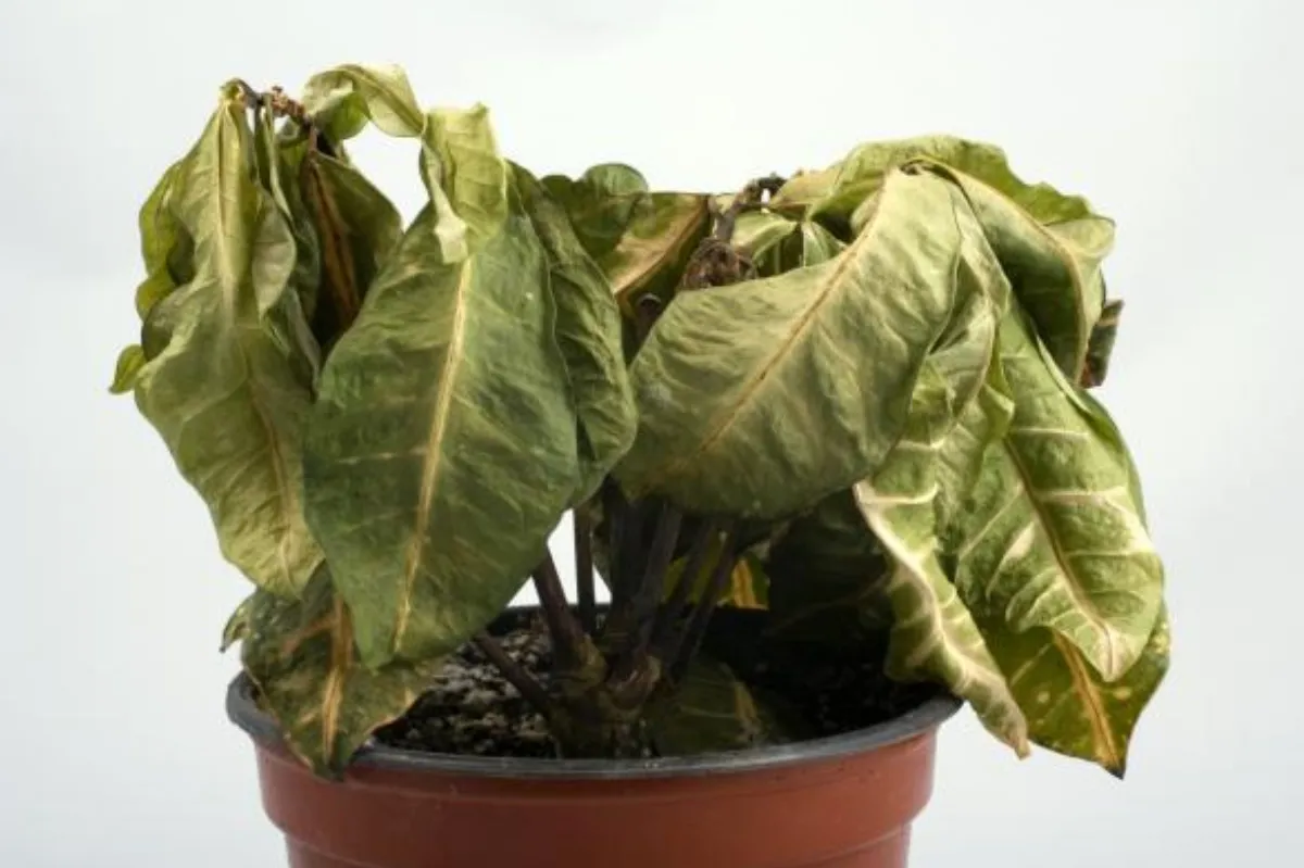 ¿Se te mueren las plantas?: los cuatro secretos de los expertos en jardinería para revivirlas