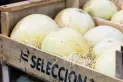 ¿Quieres bajar de peso? Descubrí los beneficios del melón y cómo elegir el mejor