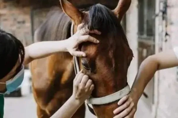 Senasa confirmó nuevos brotes de encefalomielitis equina