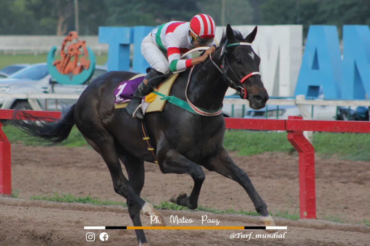 VA POR MÁS. Smile Cat viene de ganar el clásico Irineo Leguisamo. 
