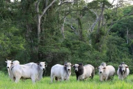 En Bolivia funciona un proyecto similar al PPP, para acercar al productor hacia la conservación