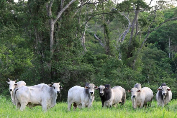 En Bolivia funciona un proyecto similar al PPP, para acercar al productor hacia la conservación