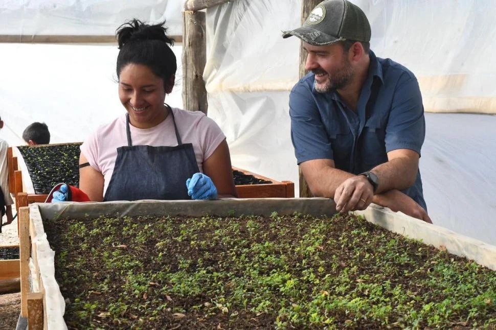 PREPARANDO PLANTINES. Ya llevaron los primeros 1.500 para Anfama.