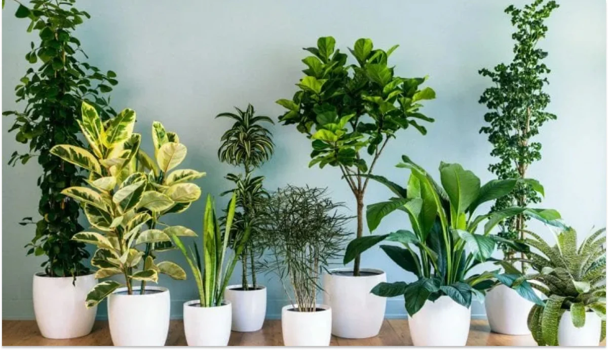 Cuatro plantas de interior ideales para refrescar tu casa