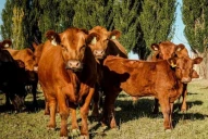 La faena presenta una tendencia a la baja para diciembre