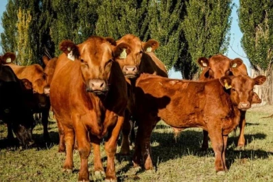 La faena presenta una tendencia a la baja para diciembre