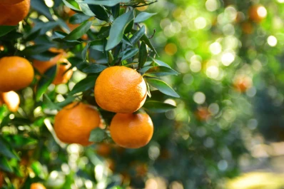 Un horizonte dulce se asoma para las mandarinas y para las naranjas