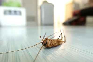 La forma más fácil de combatir las cucarachas en tu casa