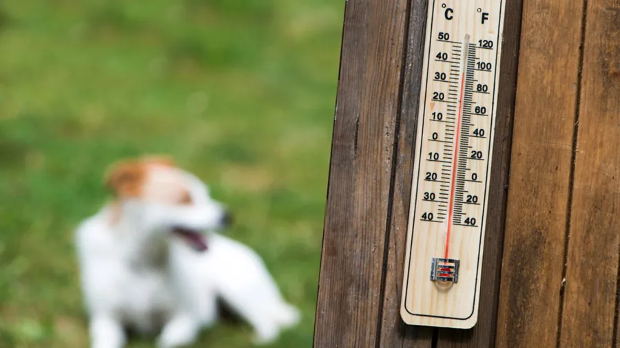Cómo prevenir los golpes de calor en perros y gatos