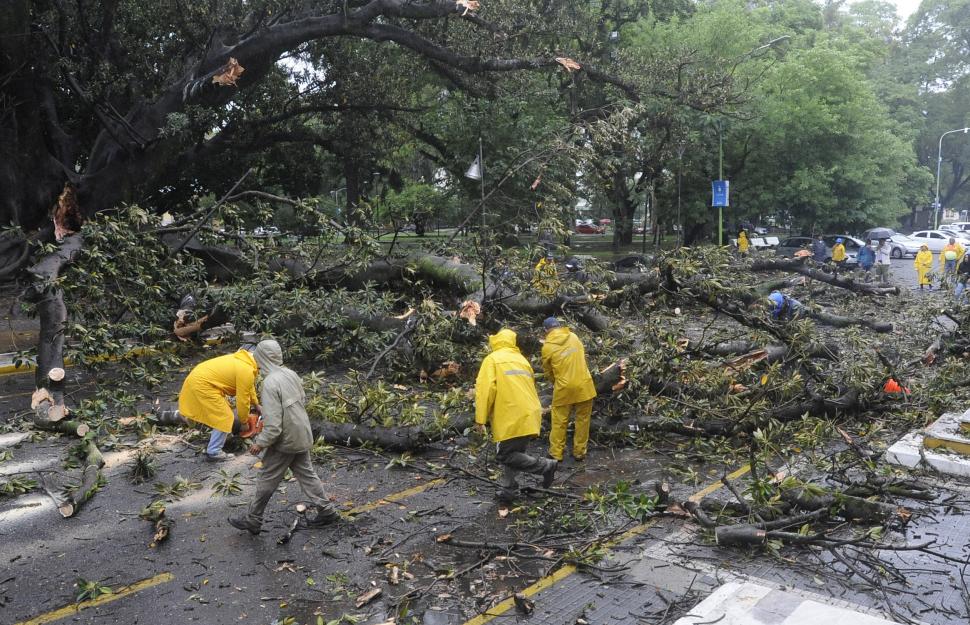 SERIOS DESTROZOS. Uno de los vehículos que resultó dañado a causa de la caída de la rama de la tipa.