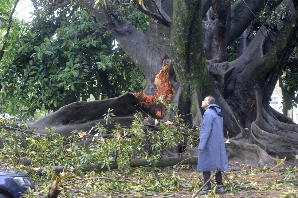 HUELLA. De allí se desprendió la rama que cayó sobre autos en el parque Avellaneda.