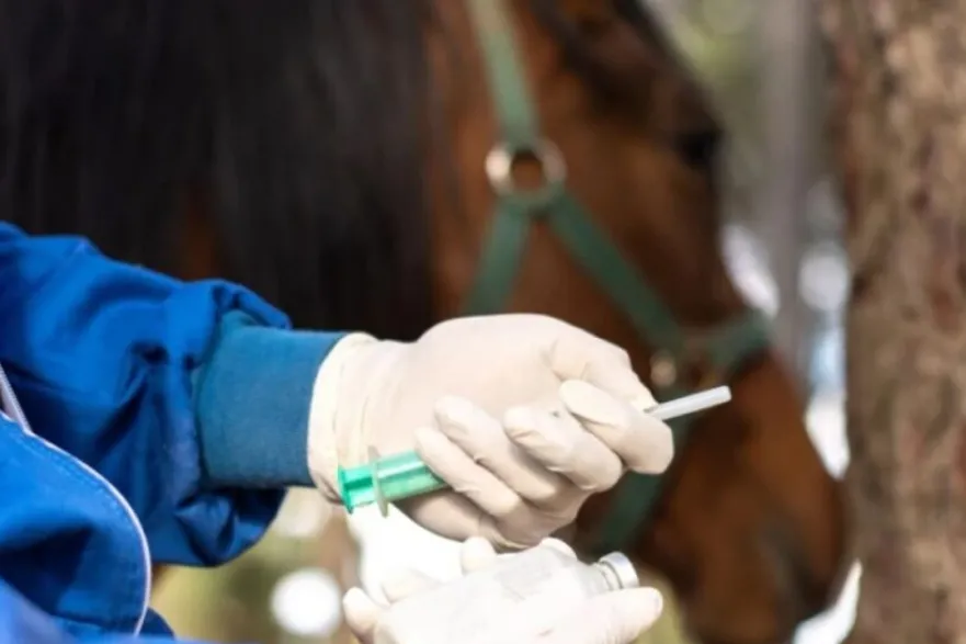 Detectan caso de Encefalomielitis Equina cerca de Tucumán: ¿qué es y cómo se contagia esta enfermedad??