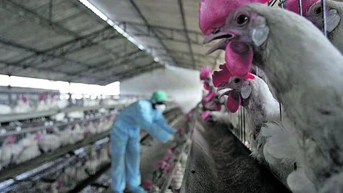 Analizan casos de sanidad animal y vegetal de interés para las provincias