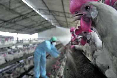 Analizan casos de sanidad animal y vegetal de interés para las provincias