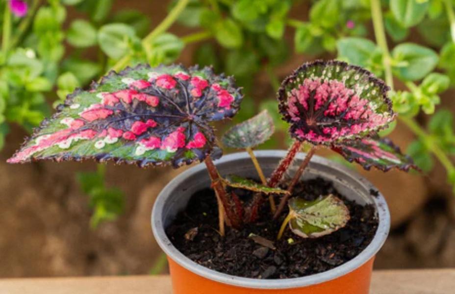 Cómo sacar el moho y la humedad del baño: estas plantas terminarán con las odiosas manchas