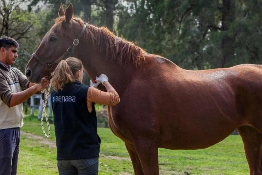 SIGNOS. El equino infectado presenta un cuadro neurológico con diferentes signologías: deambulaciones, hiperexcitación, depresión, hipertermia y decúbito.