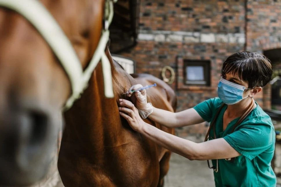 Autorizan más vacunas, y se llegaría al millón de dosis contra la encefalomielitis