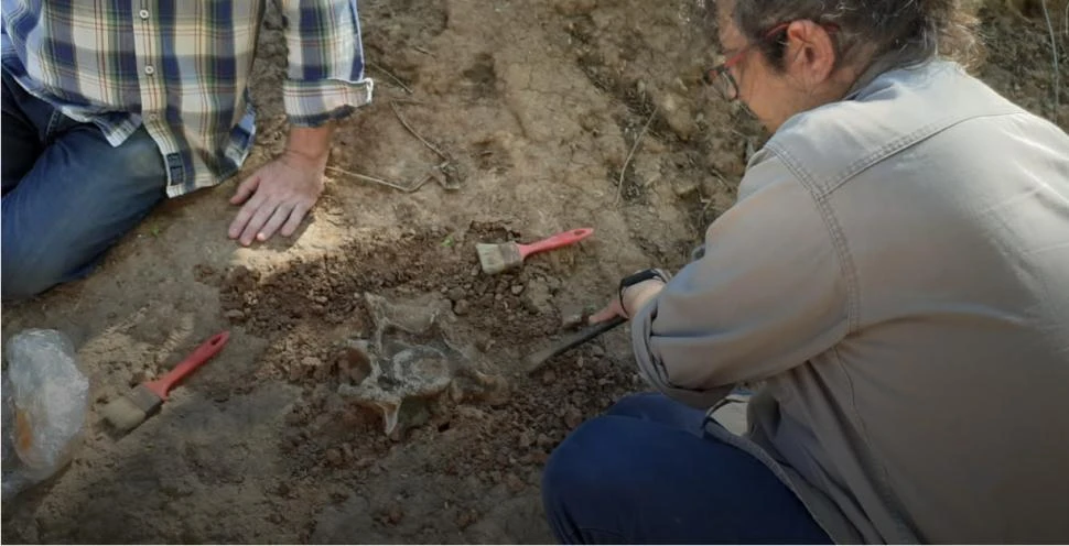 EXAMEN. Los científicos hallaron una vértebra completa, fragmentos de costillas y pequeños huesos.