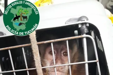 En cautiverio desde su nacimiento: rescataron a un mono capuchino en Bella Vista