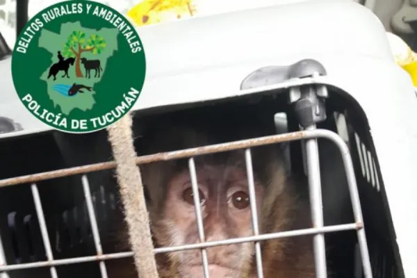 En cautiverio desde su nacimiento: rescataron a un mono capuchino en Bella Vista
