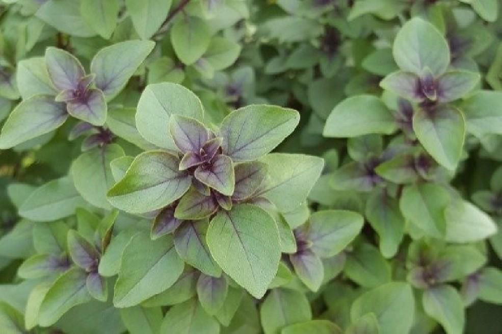 Albahaca sagrada.