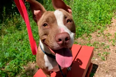 Conocé la triste historia de Arizona, la perrita que nadie quiere adoptar