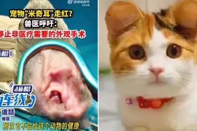 Maltrato animal: polémica en China por mutilación a animales para que tengan las orejas de Mickey Mouse
