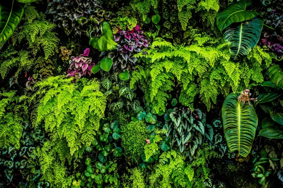 Cuáles son las cinco plantas más venenosas del mundo y que podemos tenerlas en nuestra casa.