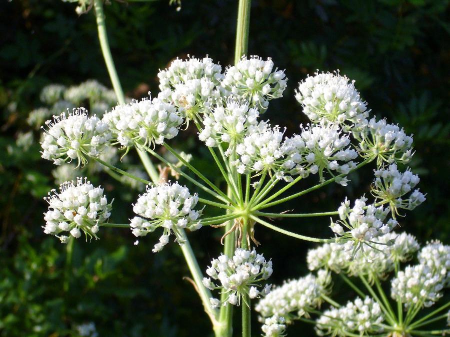 Conium maculatum.