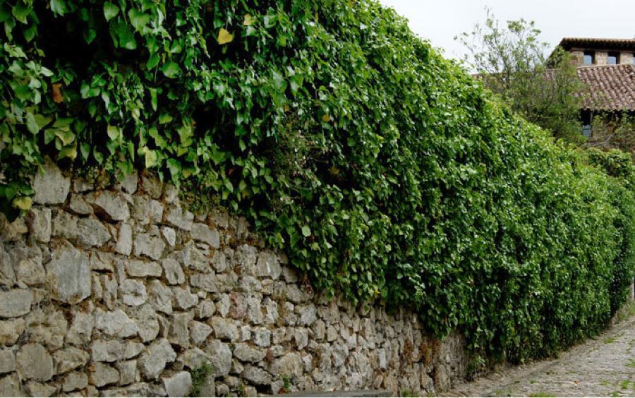 Hedera helix.