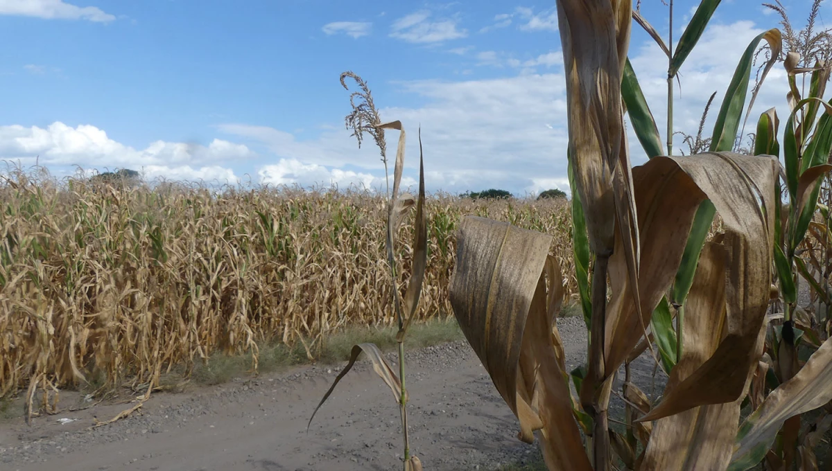 La ola de calor afectó la producción agrícola.