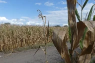 No habrá super cosecha y entrarán menos dólares, advierte Apronor