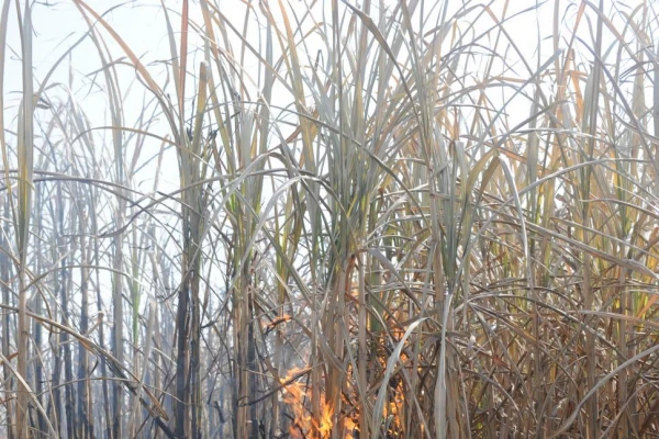 Un 18% de la quema ligada a caña se hizo sobre el cultivo en pie