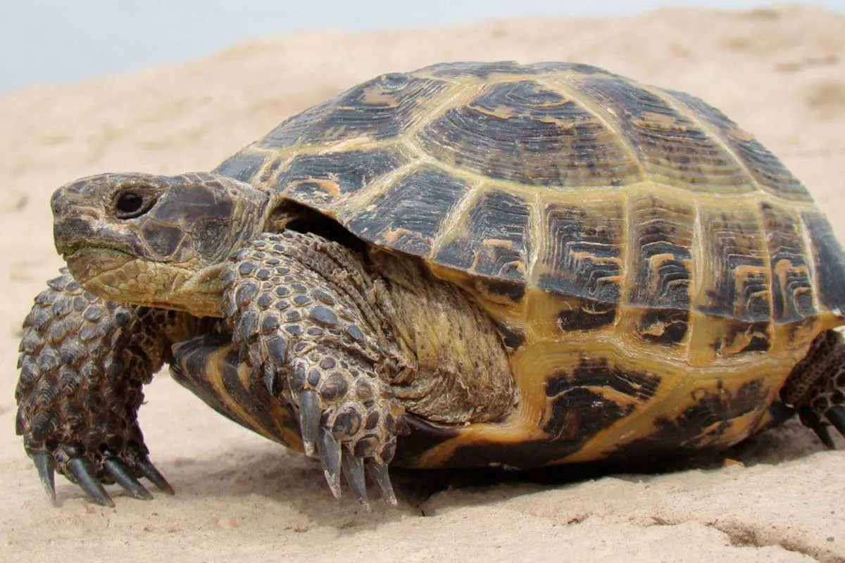 Su tortuga se escapó de su casa e inició un operativo vecinal