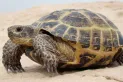 Su tortuga se escapó de su casa e inició un operativo vecinal que se hizo viral