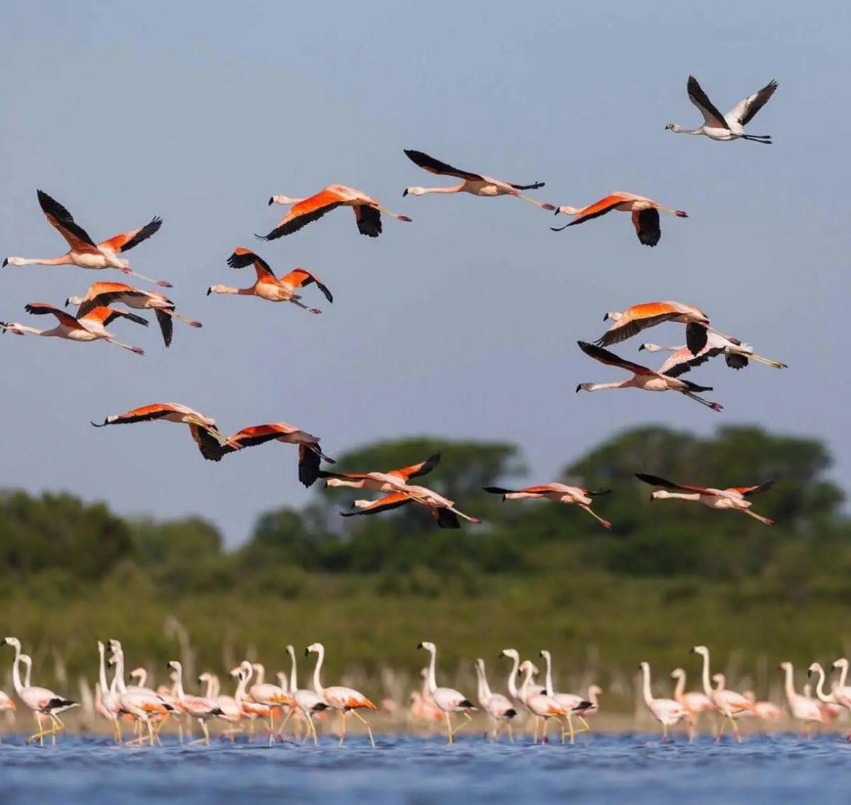 La reserva resguarda tres especies de flamencos