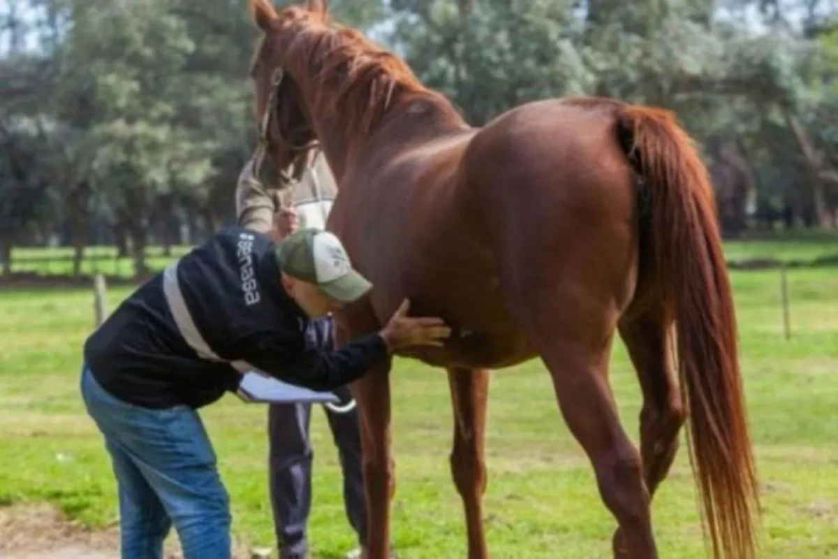 Crece la alerta por encefalomielitis equina: murió una persona y aumenta la cantidad de casos