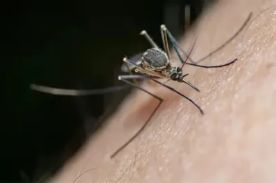 Cómo combatir a los mosquitos: tres repelentes naturales y fáciles de conseguir