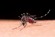 Encefalomielitis equina: cuáles son las recomendaciones ante las sospechas de la enfermedad