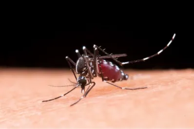 Encefalomielitis equina: cuáles son las recomendaciones ante las sospechas de la enfermedad