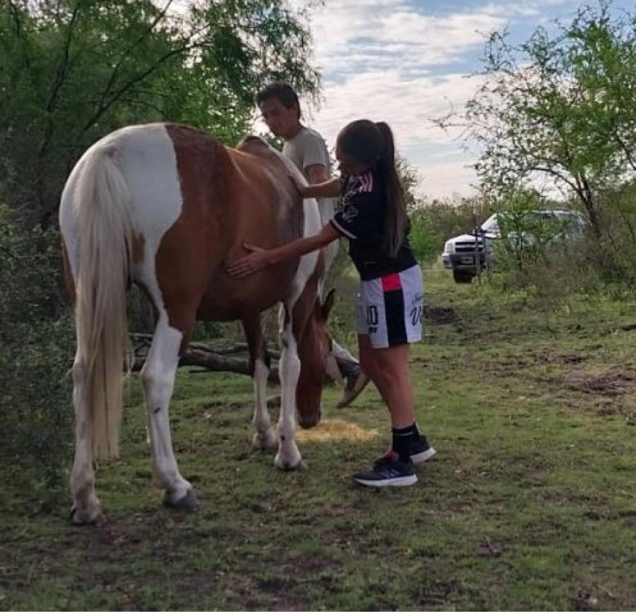 Encefalomielitis equina: su yegua contrajo el virus y contaron cómo lograron salvarla